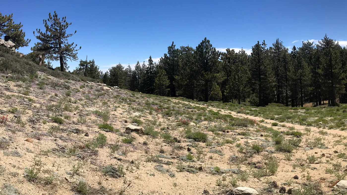 Mt. PiÃ±os field trip