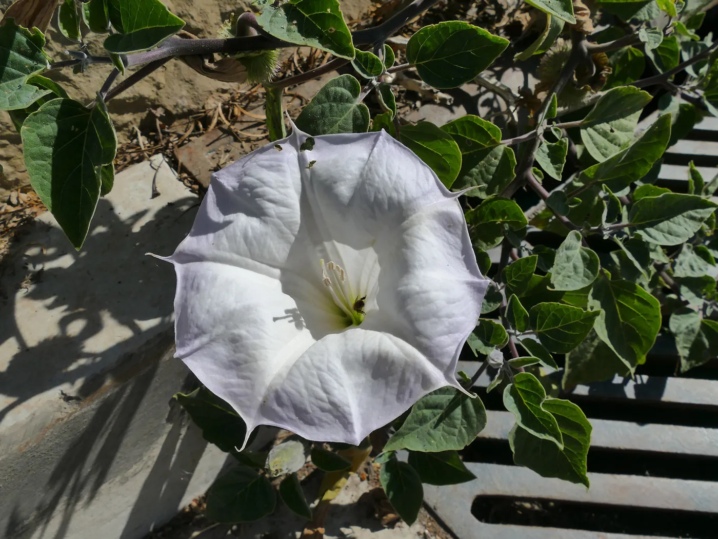 Datura blossom