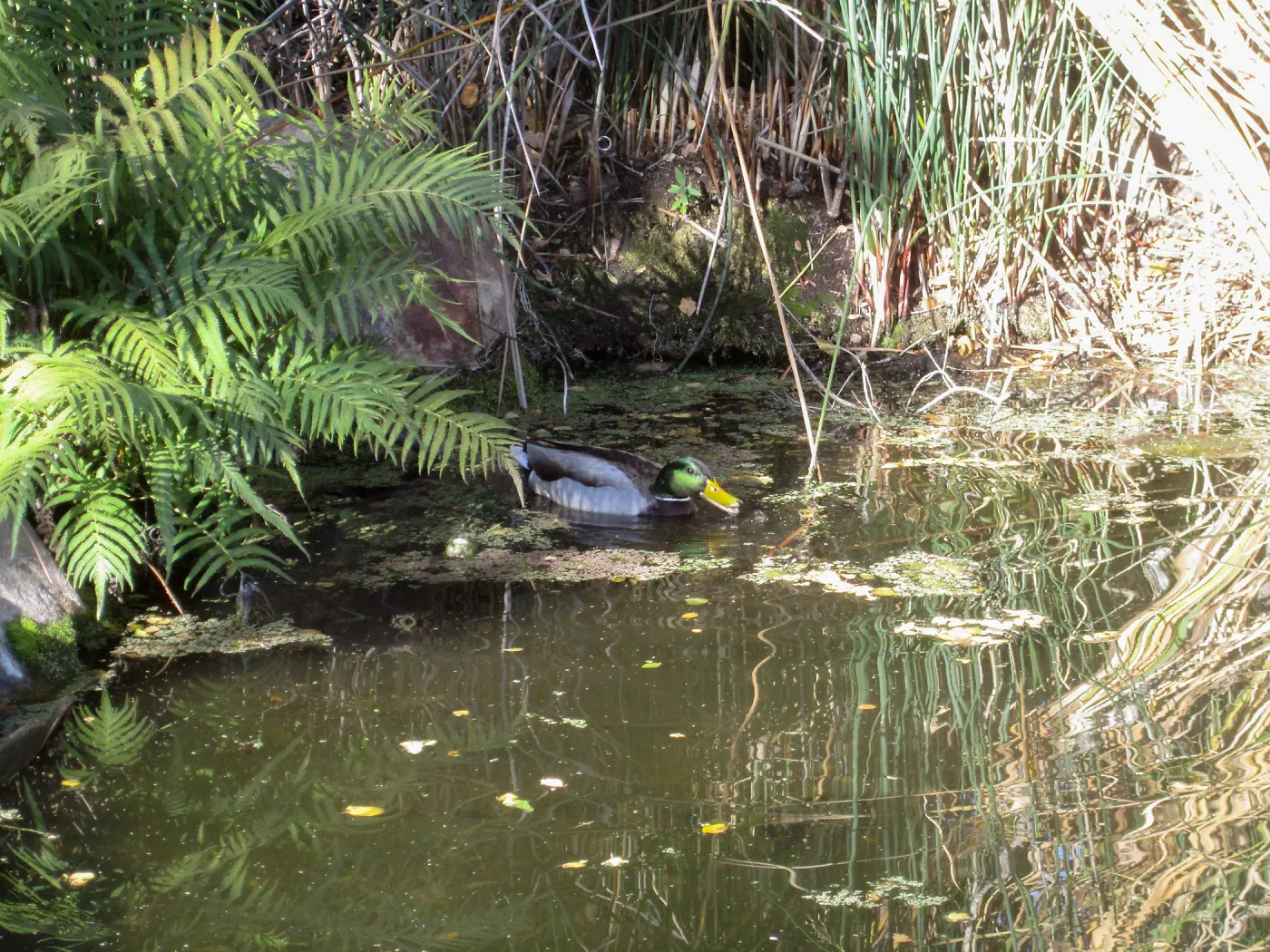 Duck in Pond