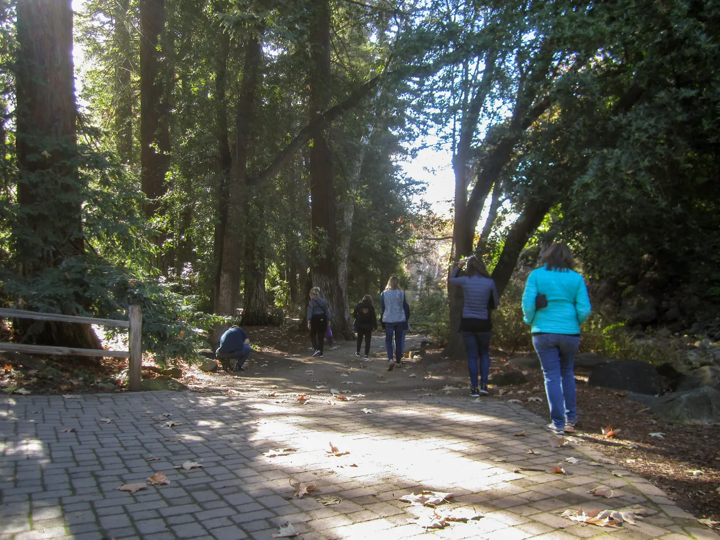 Forest Bathing Class