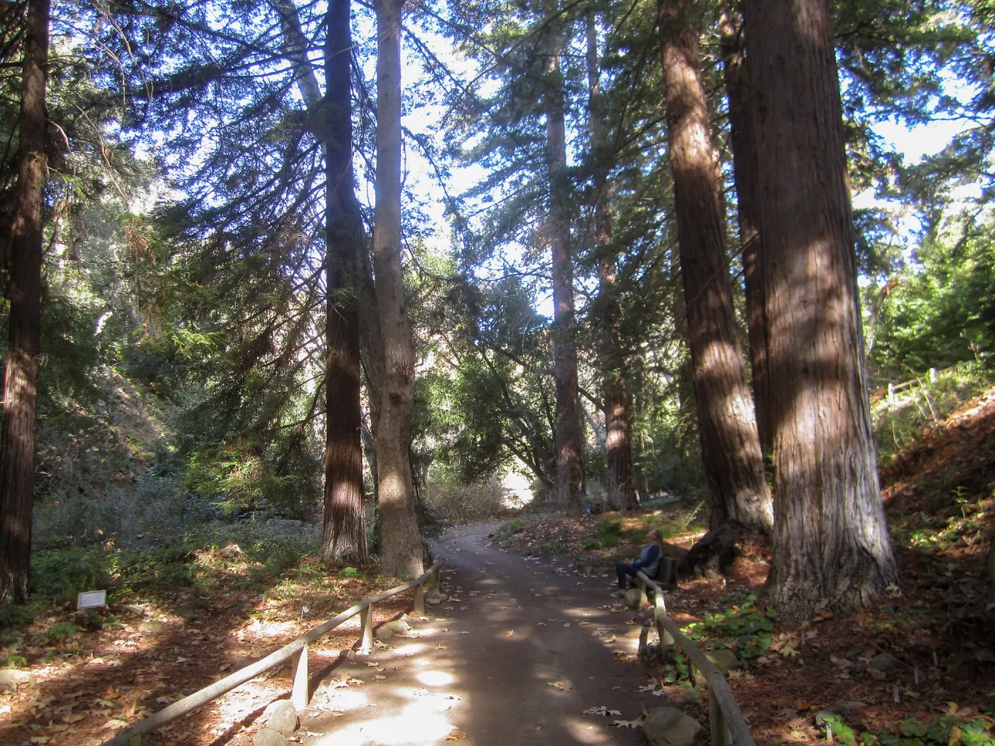 Forest Bathing Class