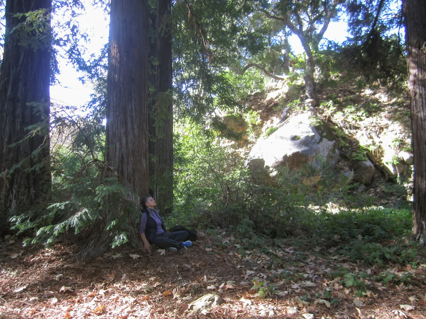 Forest Bathing Class