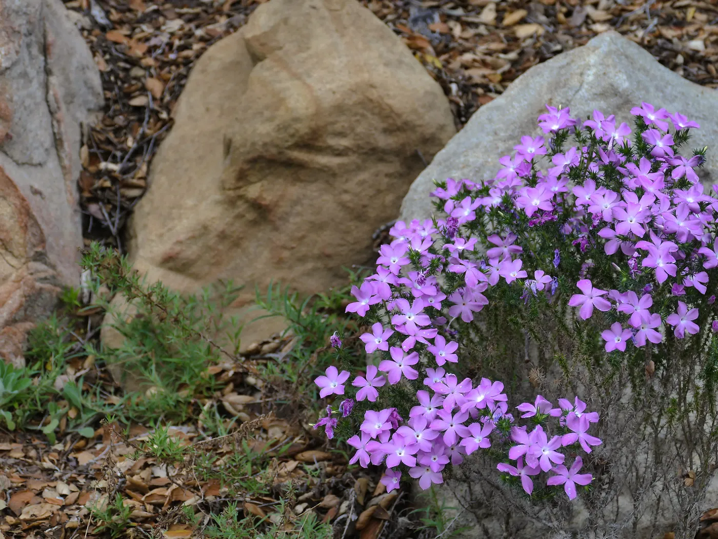 California Prickly Phlox