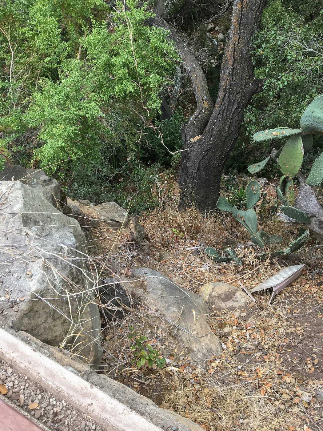 Slope below west side of Garden Growers lath house