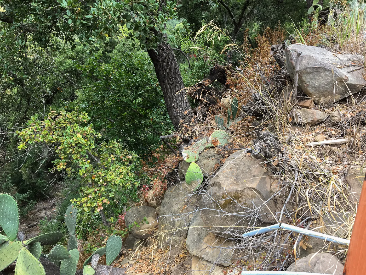 Slope on west side of Garden Growers lath house, looking north