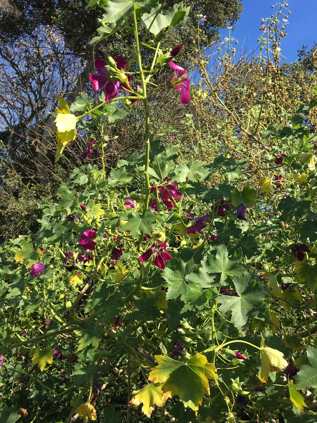 Malva (Mallow) hybrids in garden of Ed Mercurio