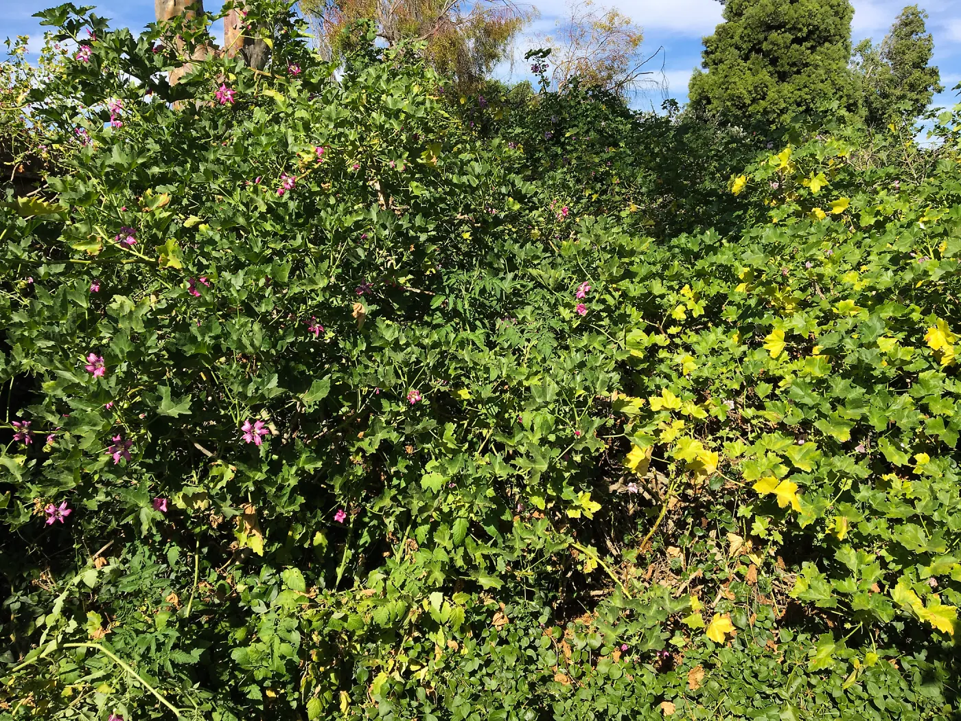 Malva (Mallow) hybrids in garden of Ed Mercurio