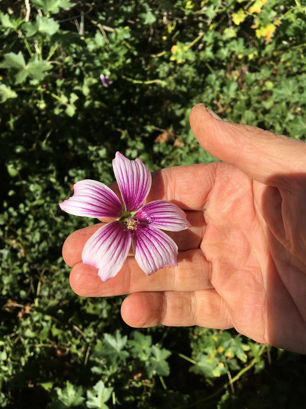 Malva (Mallow) hybrids in garden of Ed Mercurio