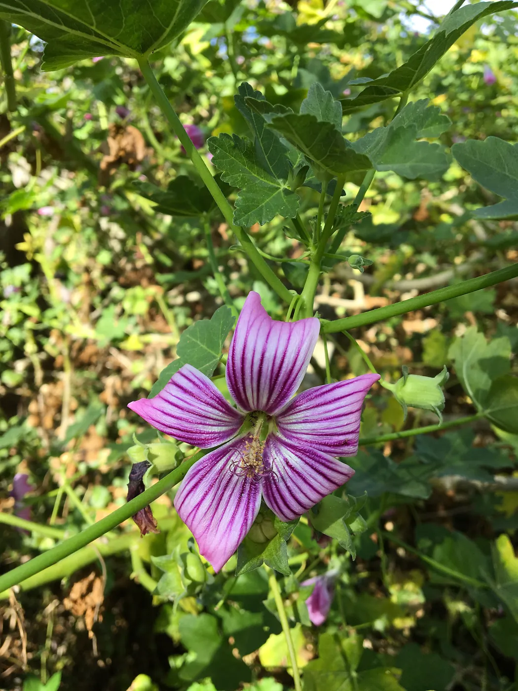 Malva (Mallow) hybrids in garden of Ed Mercurio