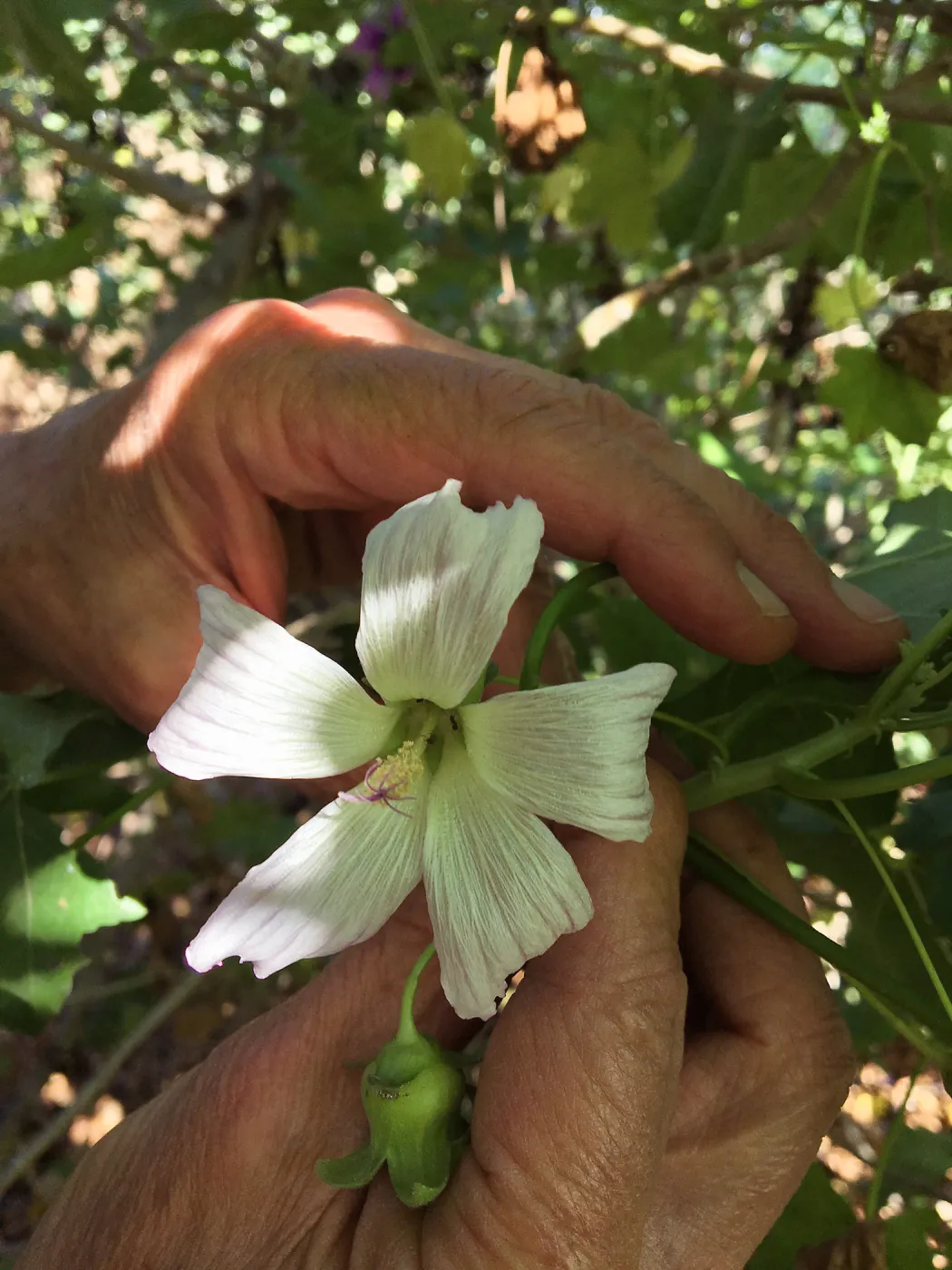 Malva (Mallow) hybrids in garden of Ed Mercurio