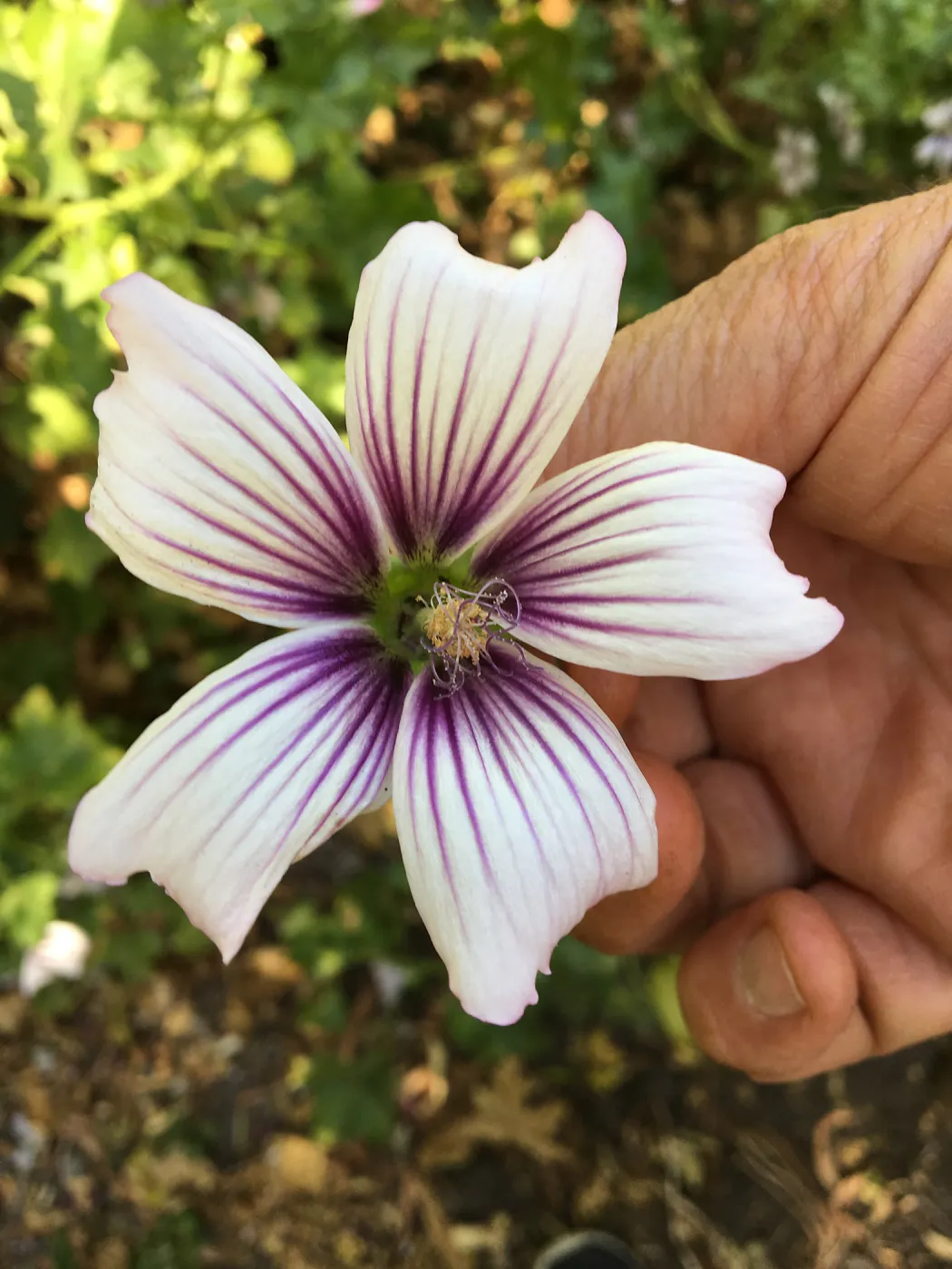 Malva hybrids in garden of Ed Mercurio