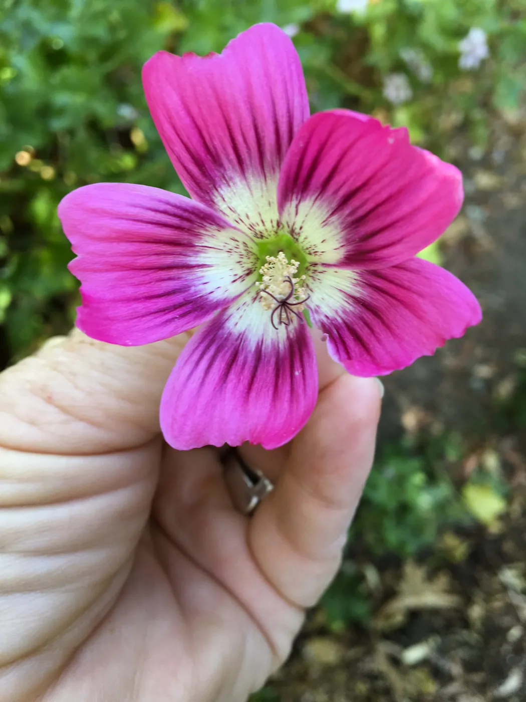 Malva hybrids in garden of Ed Mercurio