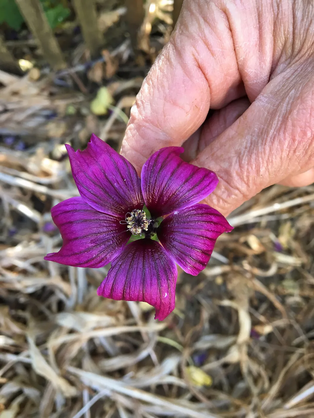 Malva (Mallow) hybrids in garden of Ed Mercurio