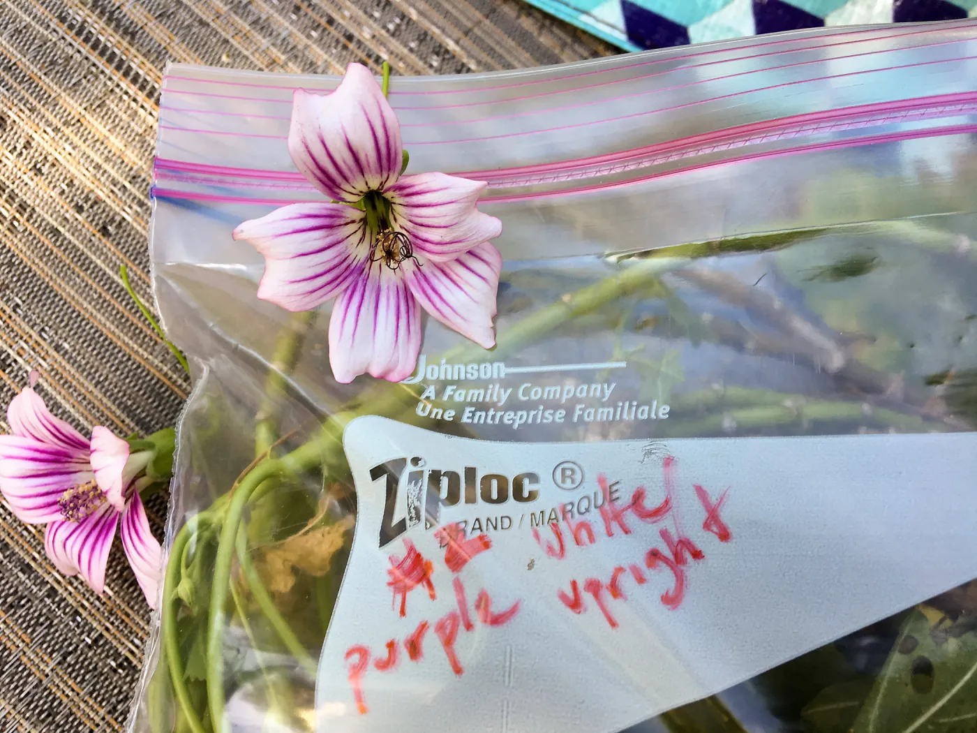 Malva (Mallow) hybrids collected by Betsy Collins in the garden of Ed Mercurio