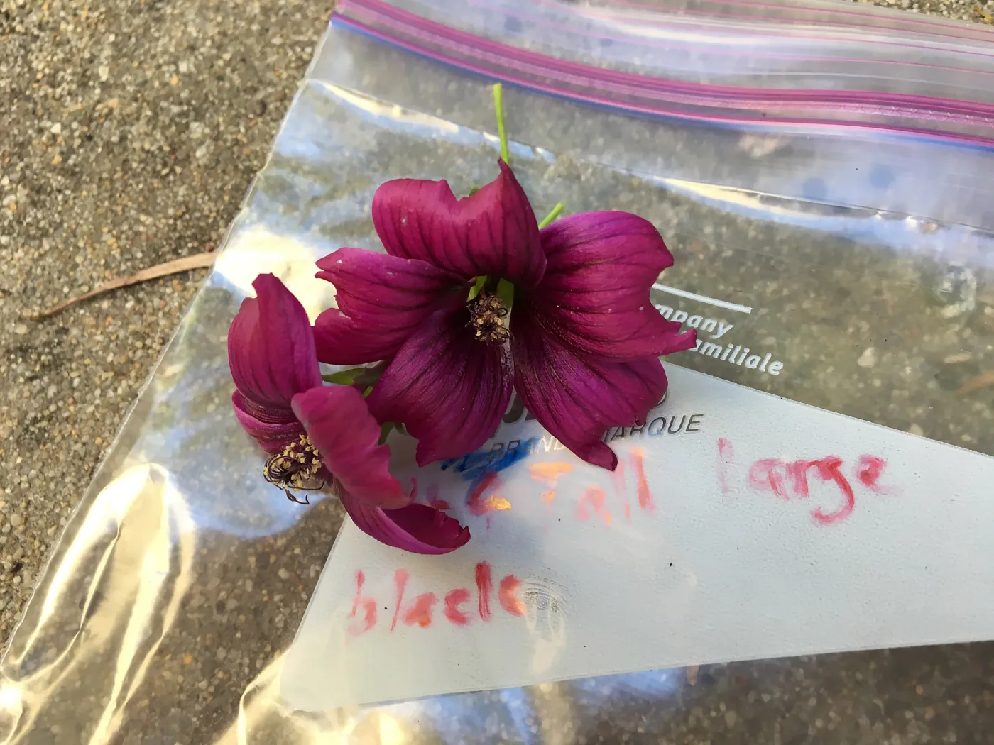 Malva (Mallow) hybrids collected by Betsy Collins in the garden of Ed Mercurio
