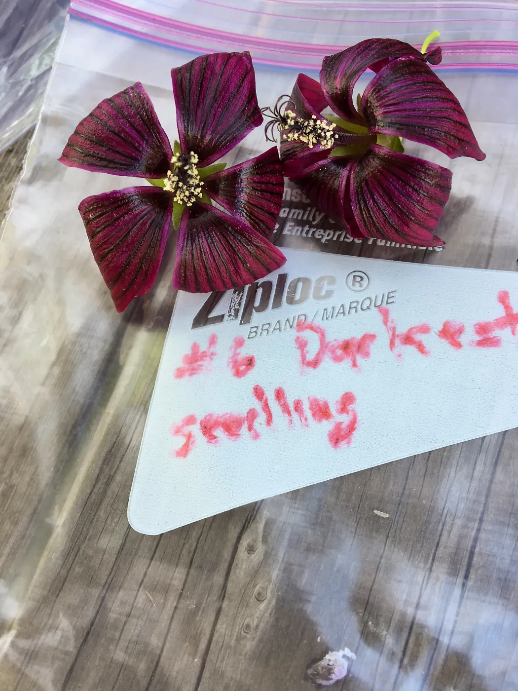 Malva (Mallow) hybrids collected by Betsy Collins in the garden of Ed Mercurio
