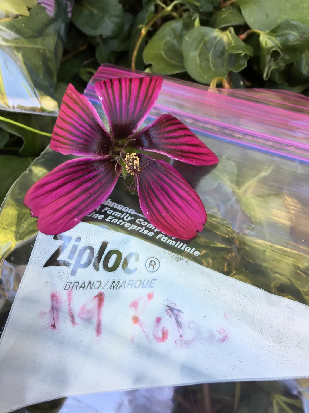 Malva (Mallow) hybrids collected by Betsy Collins in the garden of Ed Mercurio