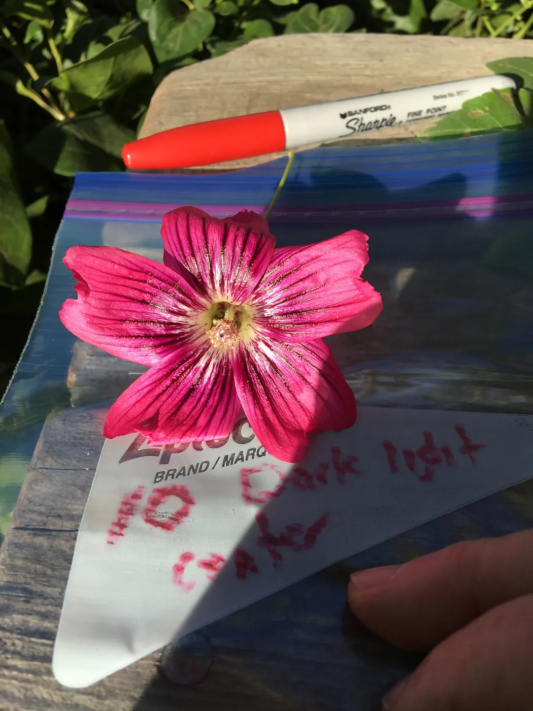 Malva (Mallow) hybrids collected by Betsy Collins in the garden of Ed Mercurio