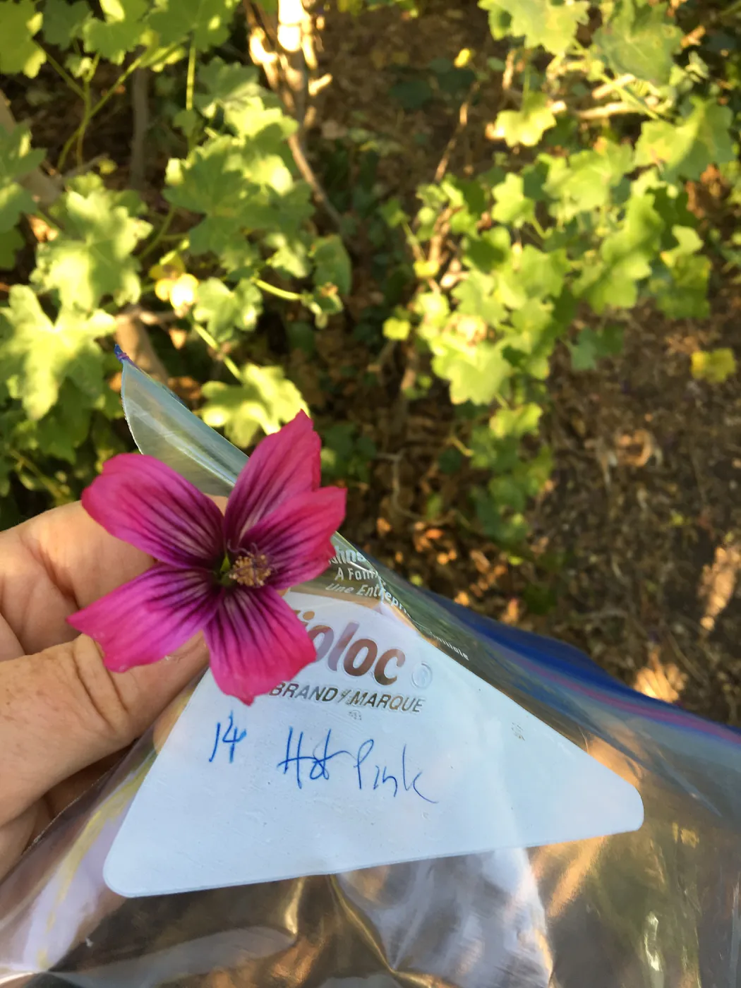 Malva (Mallow) hybrids collected by Betsy Collins in the garden of Ed Mercurio