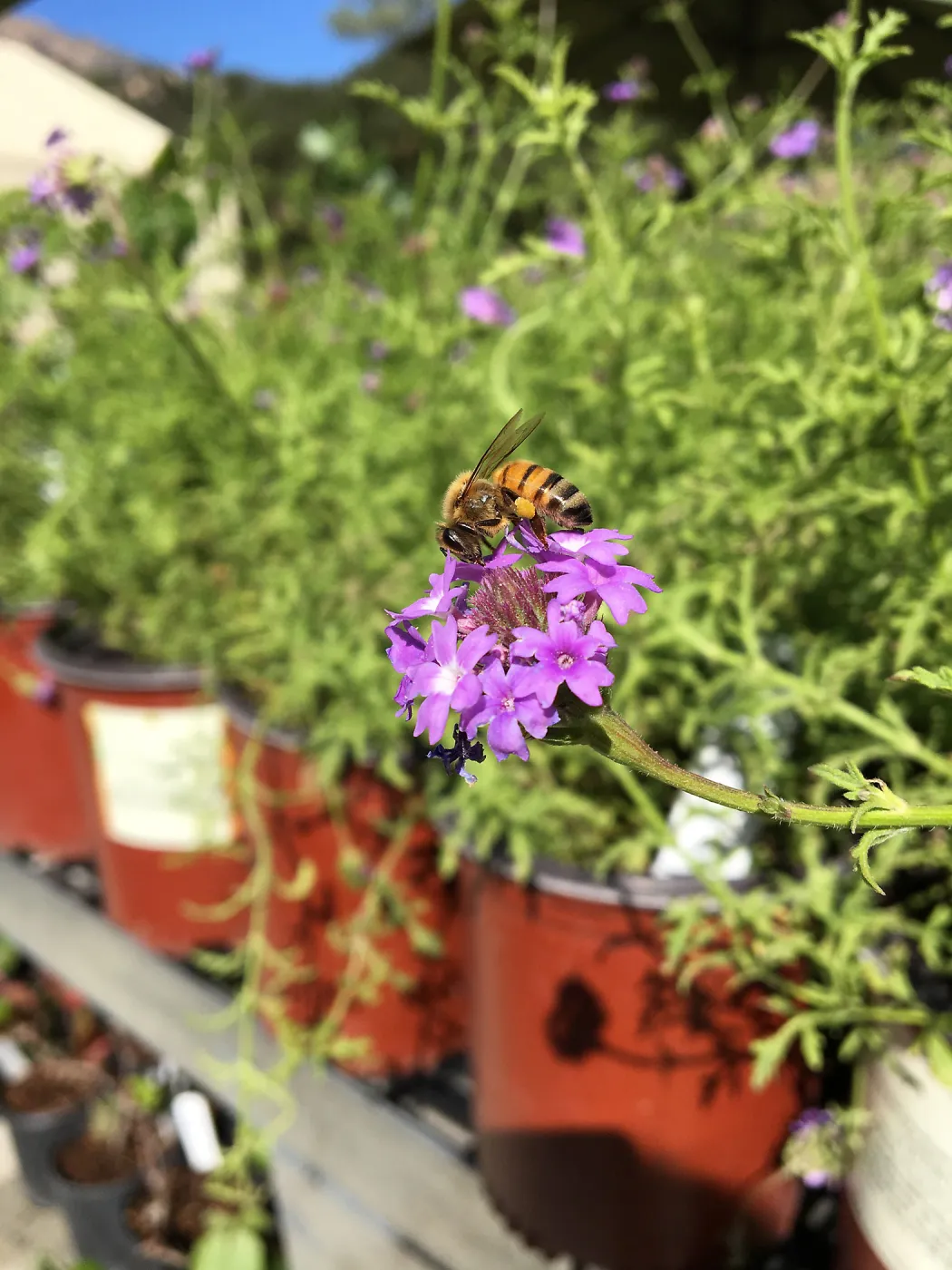 Verbena de la Mina with Bee