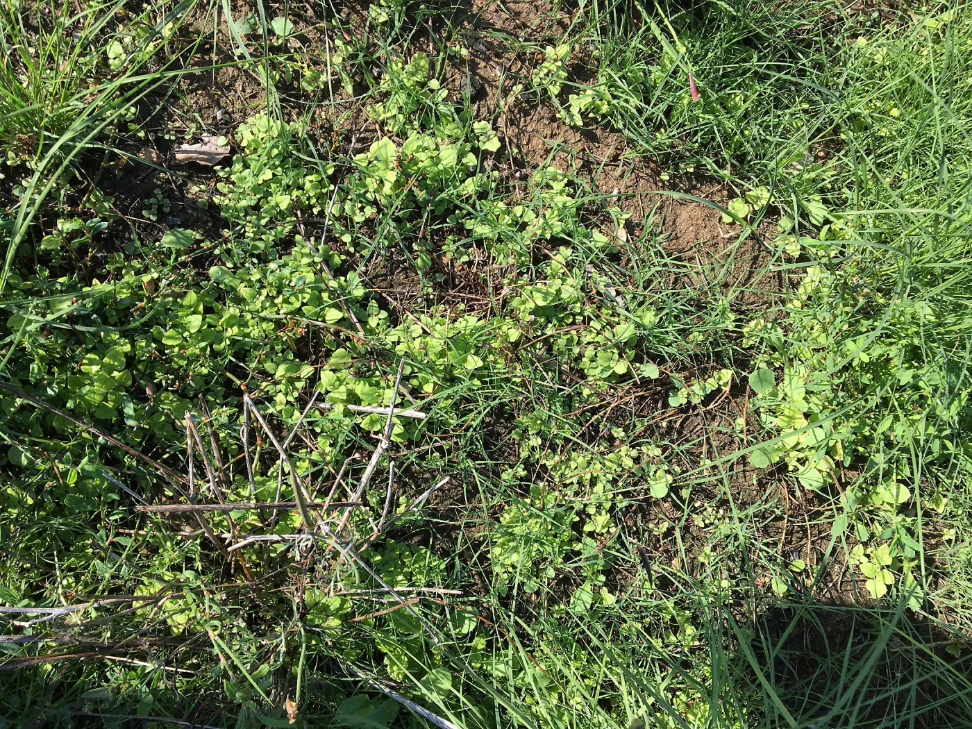 Weedy Veronica in Meadow