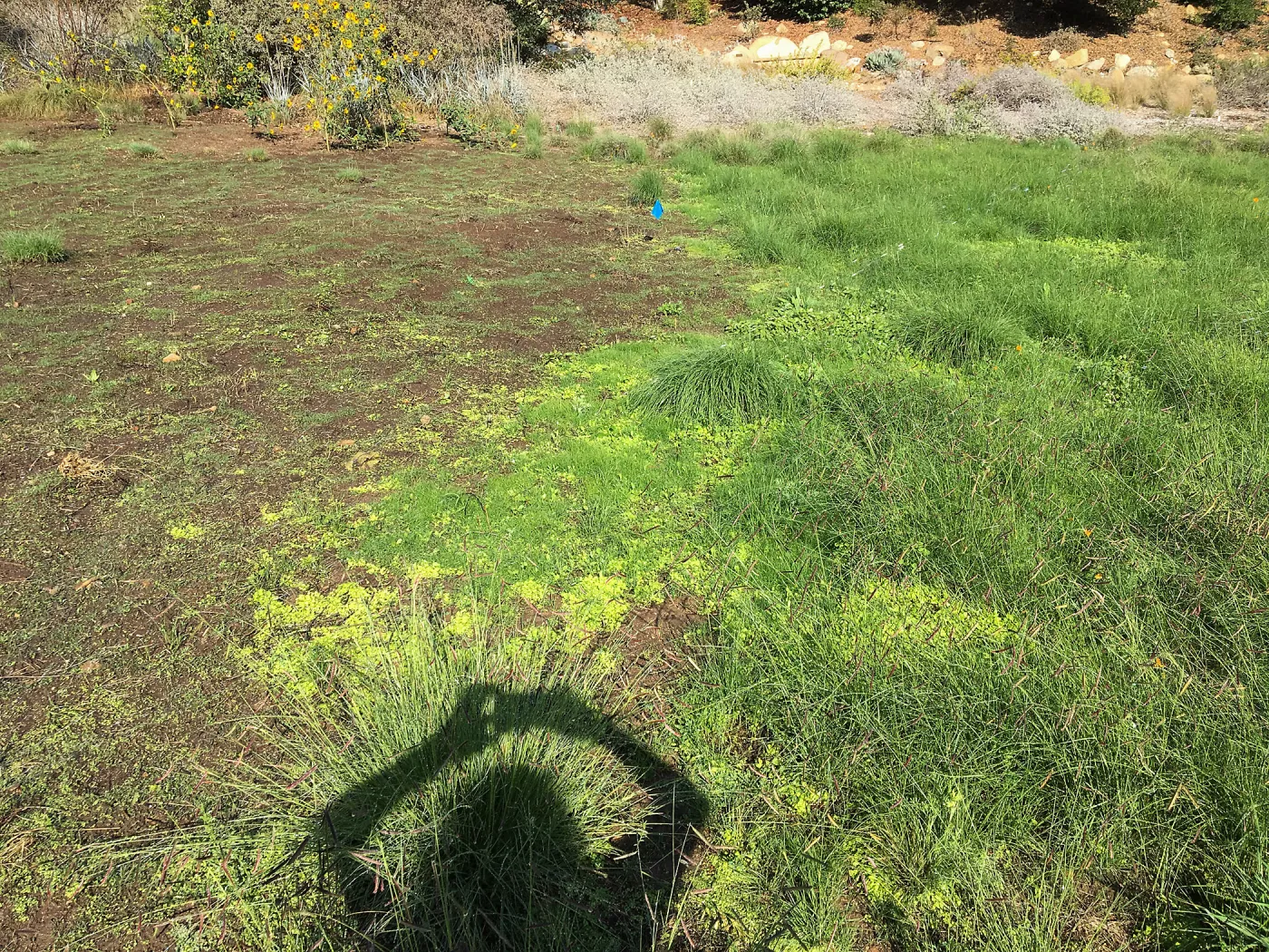 Meadow revival (see gardener notes)