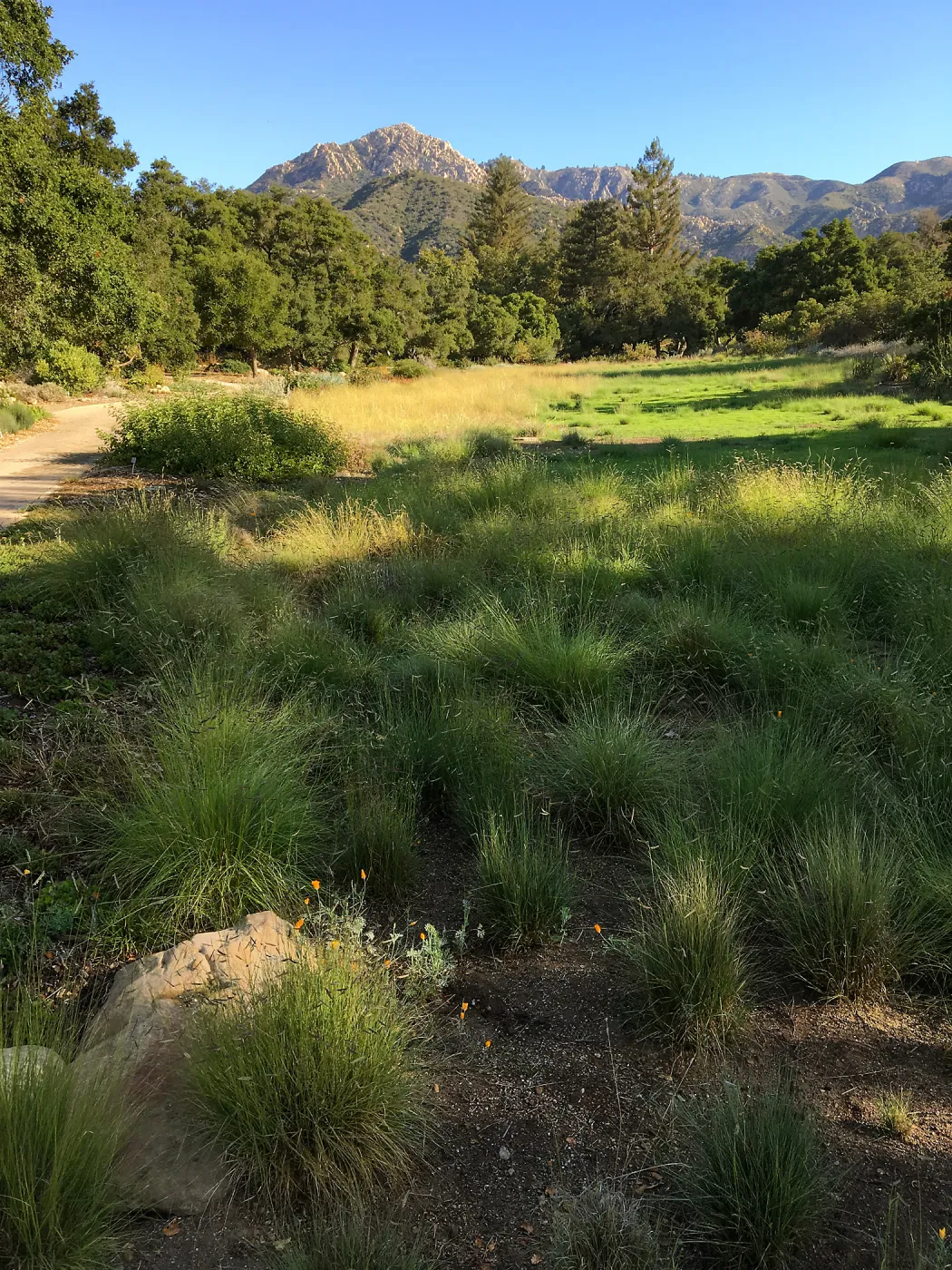 Meadow revival (see gardener notes)