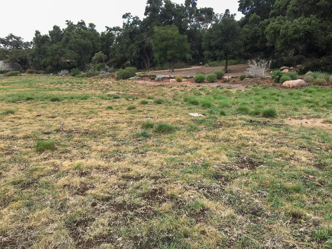 Meadow revival (see gardener notes)