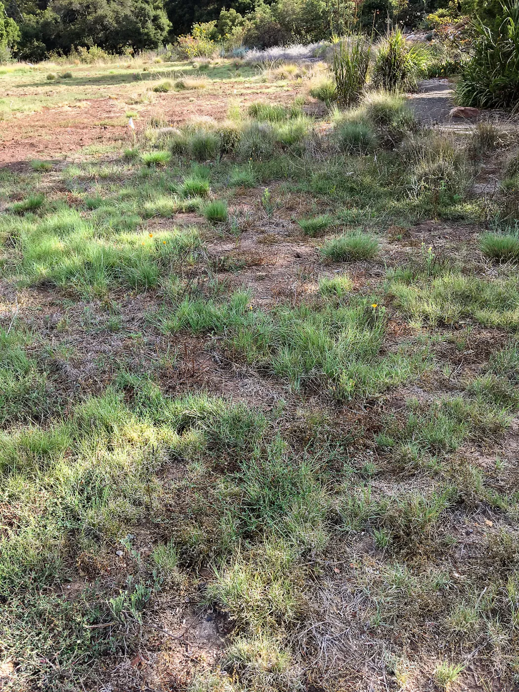 Meadow revival (see gardener notes)