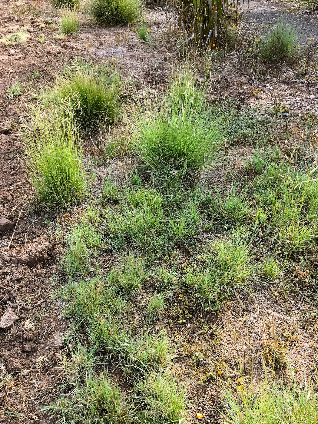 Meadow revival (see gardener notes)