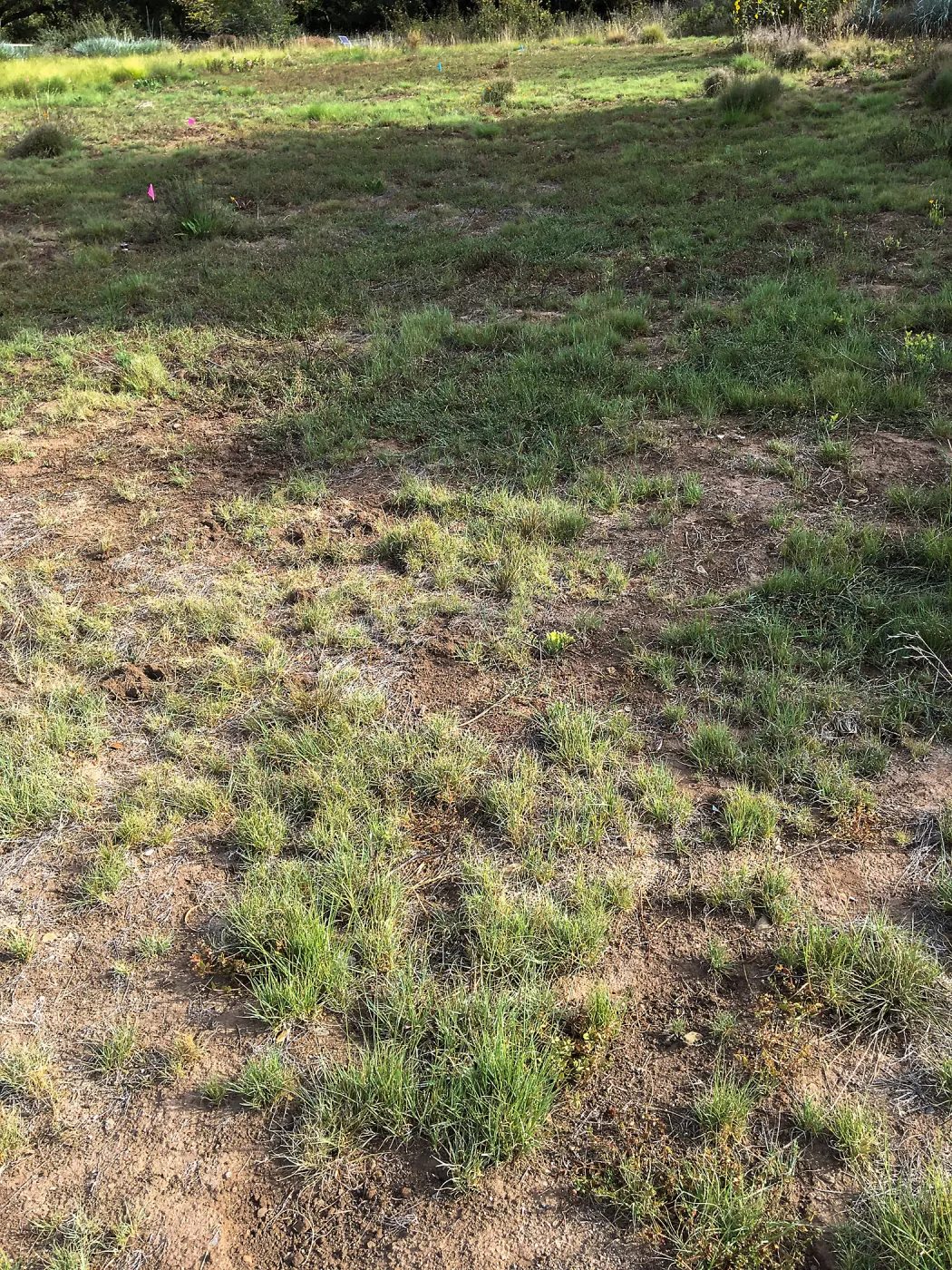 Meadow revival (see gardener notes)