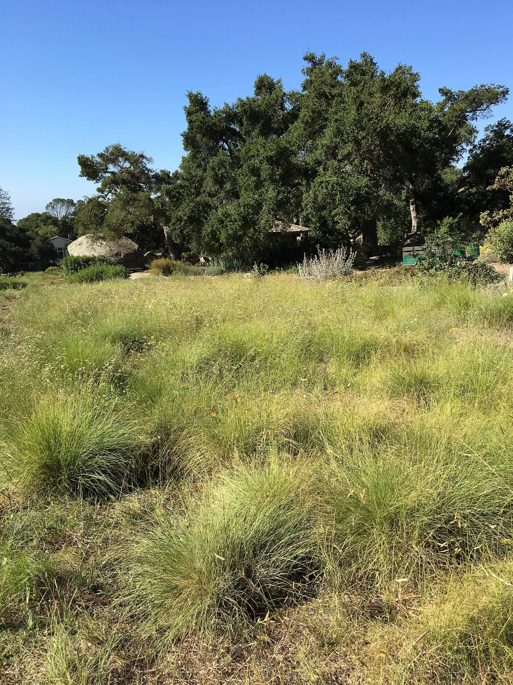 Bouteloua in the Meadow