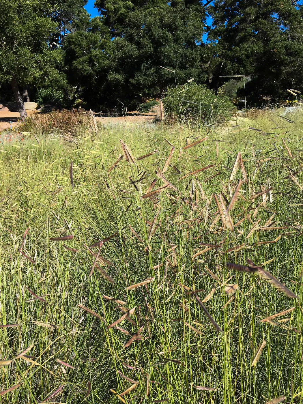 Bouteloua gracilis in the Meadow