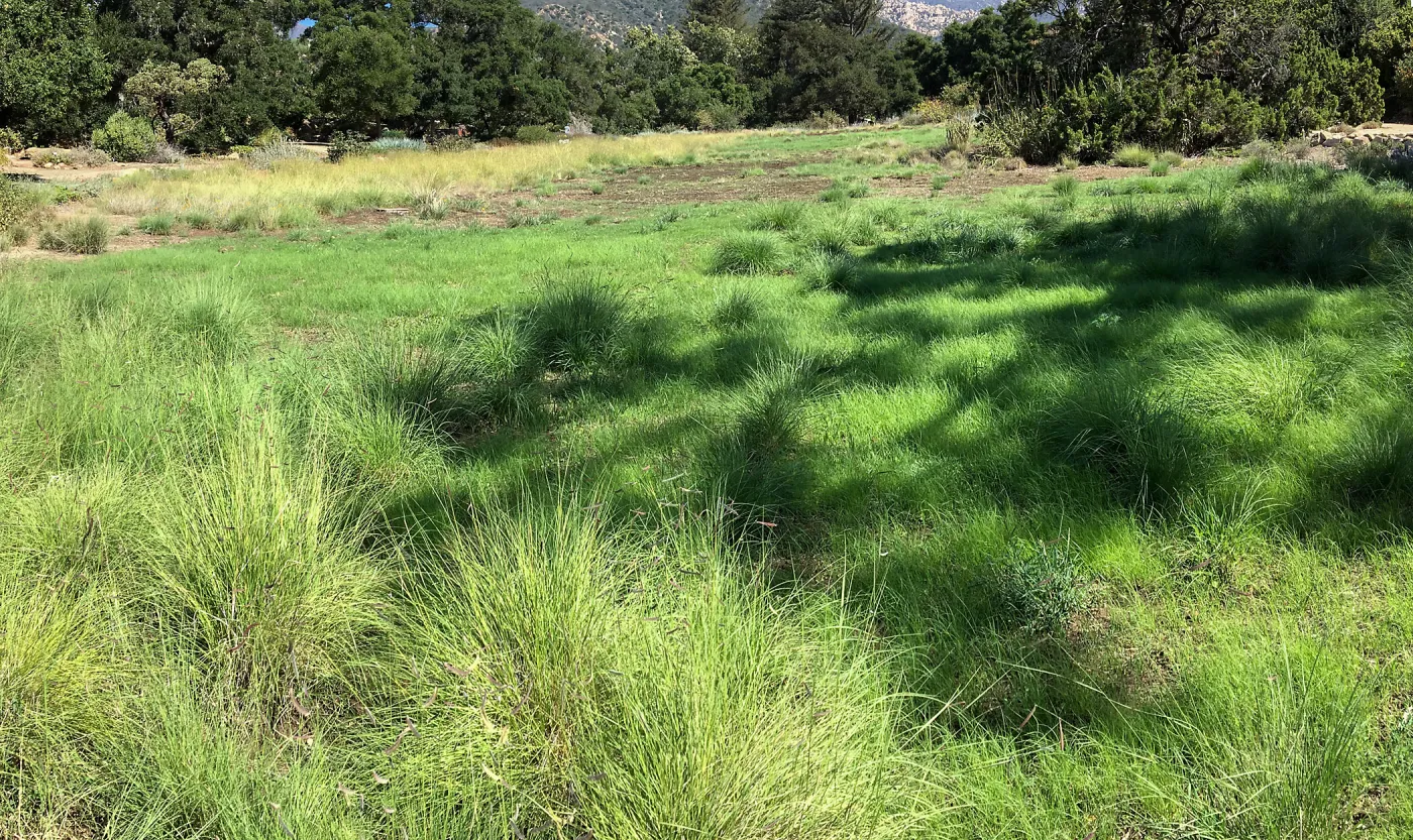 Meadow (see gardener notes)