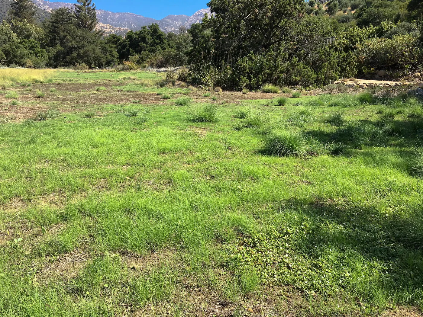 Meadow (see gardener notes)
