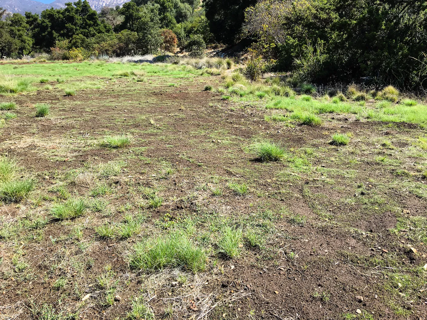 Meadow (see gardener notes)