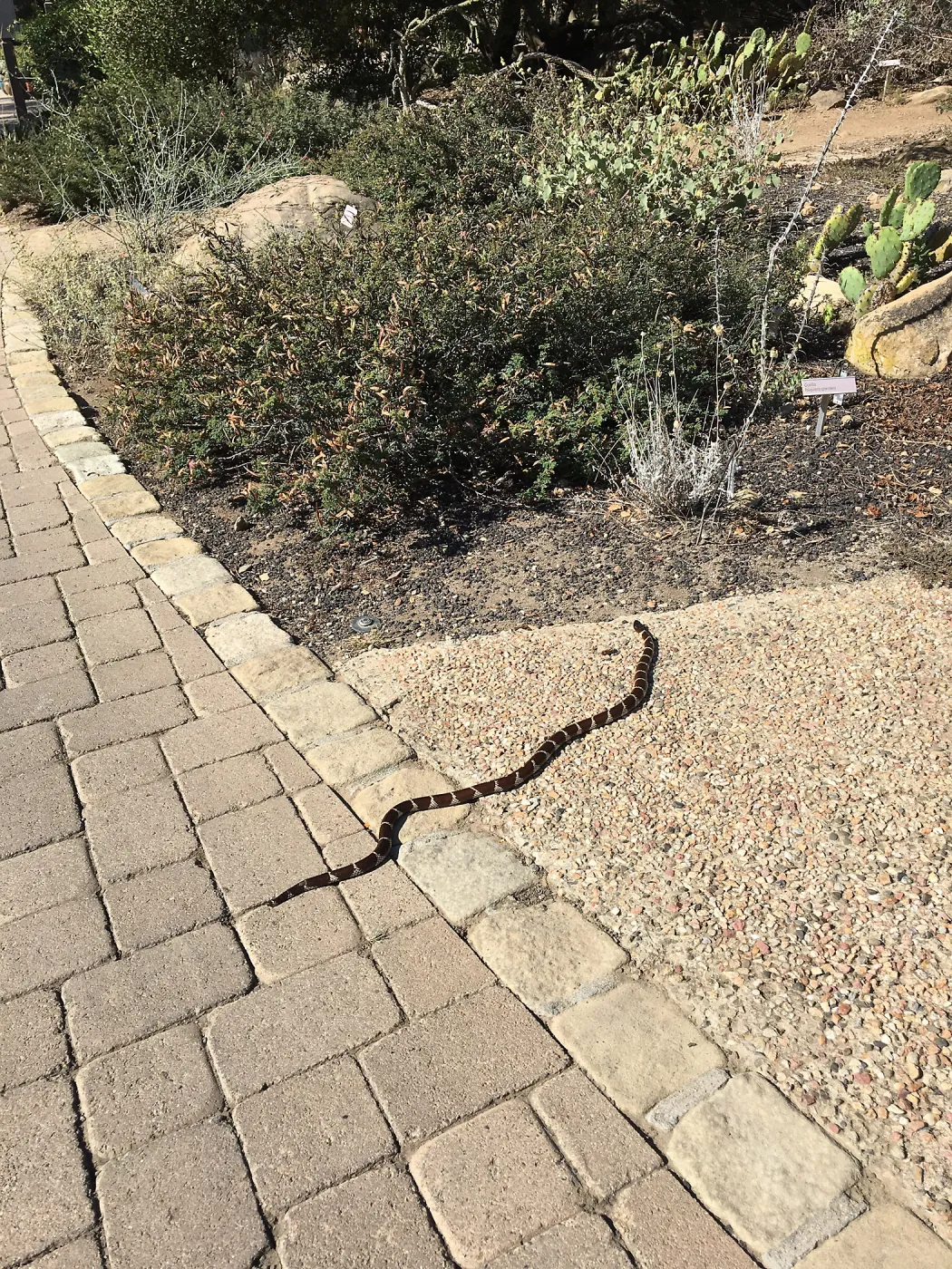 King Snake in Desert Section