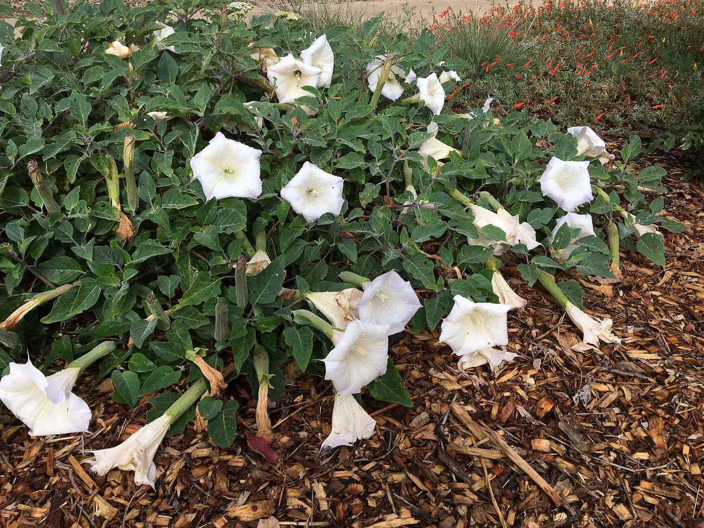 Datura- Jimson Weed