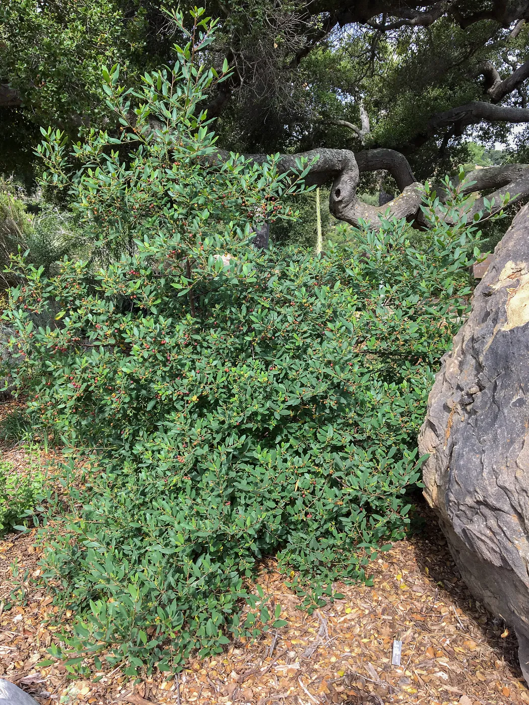 Rhamnus Little Sur