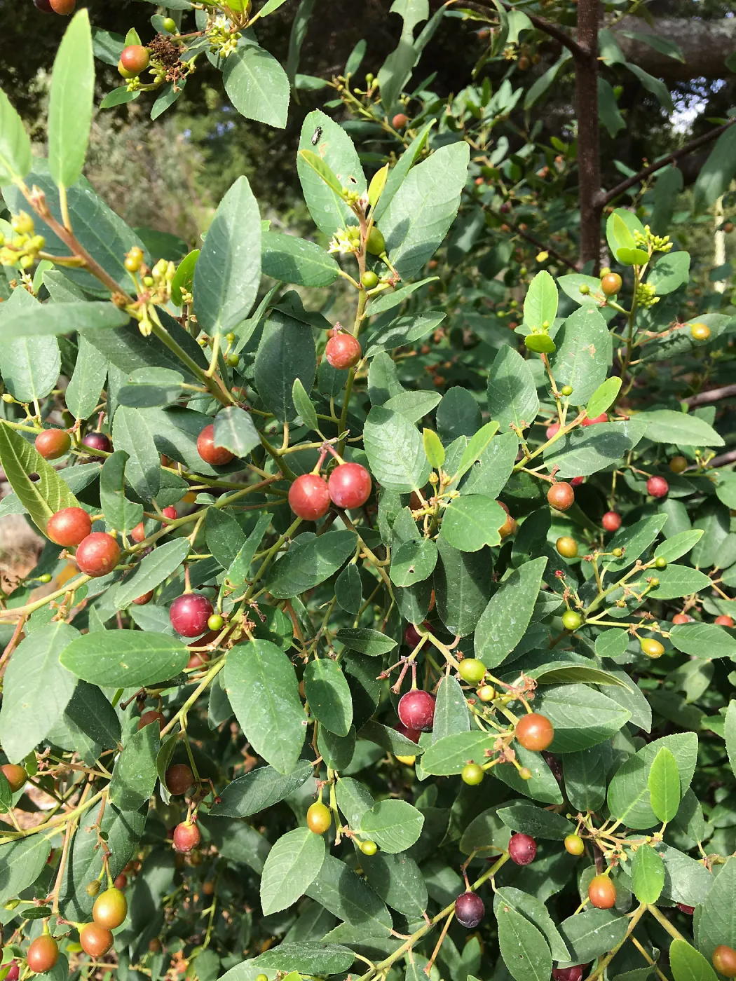 Rhamnus Little Sur