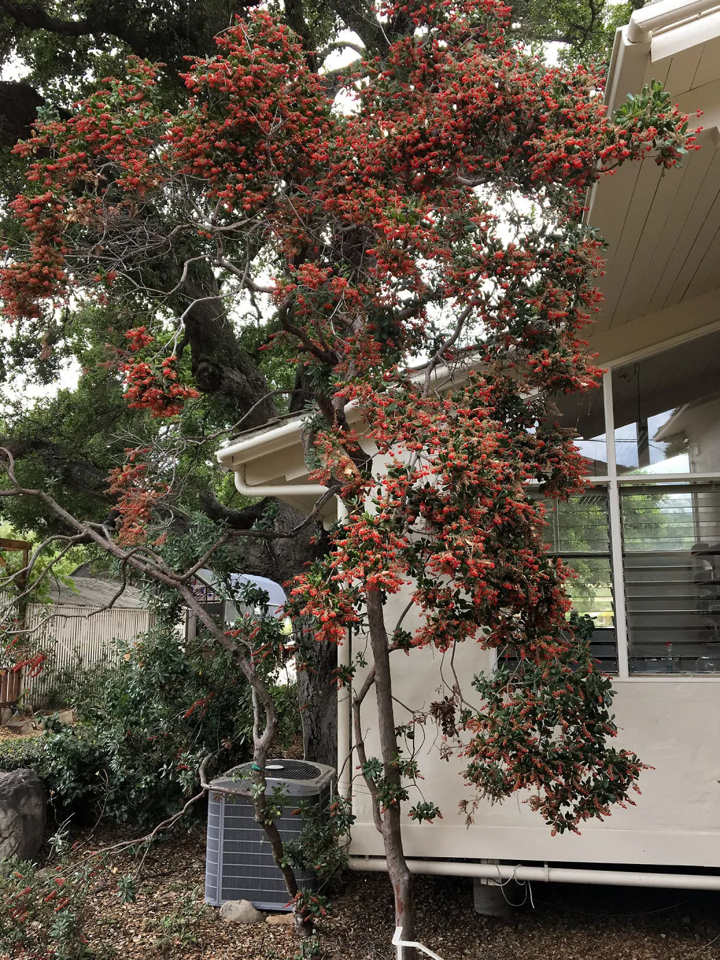 Comarostaphylis behind west Library office