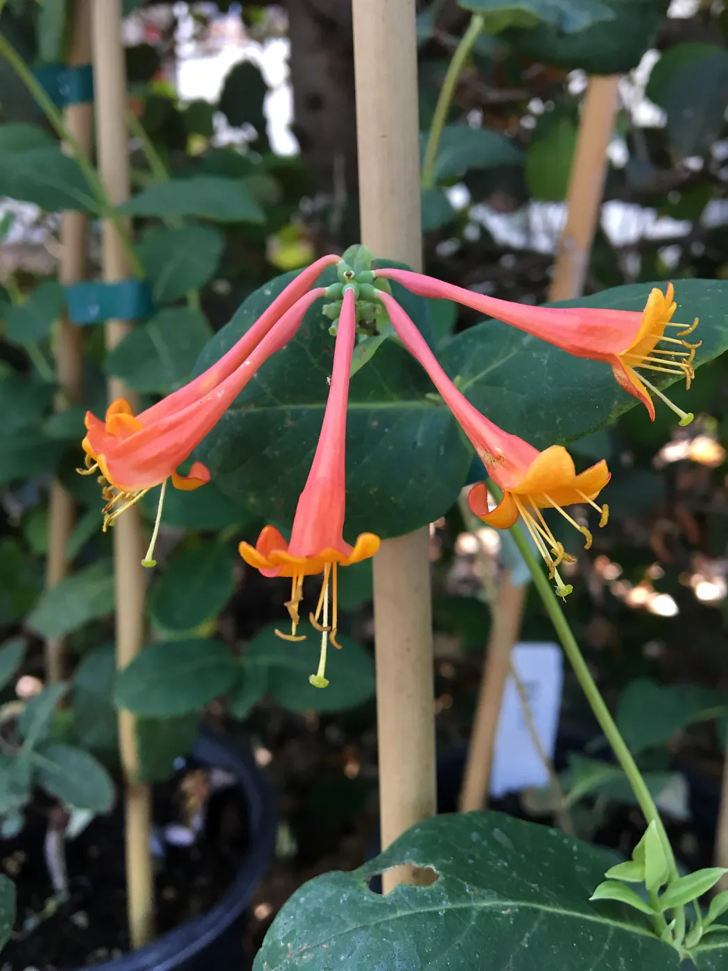 Lonicera ciliosa, Twinflower