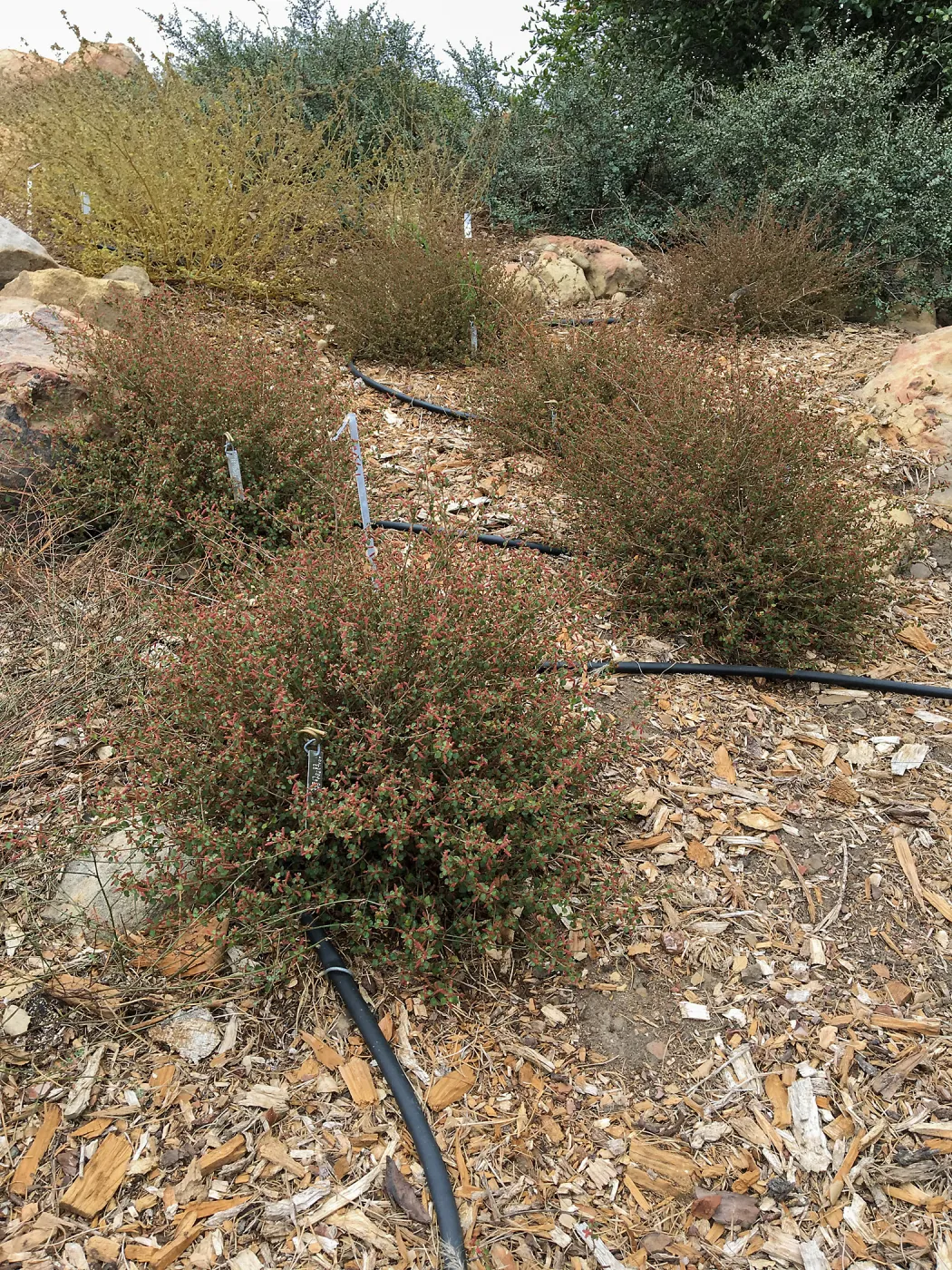 Acalypha californica, Island Section below PCC