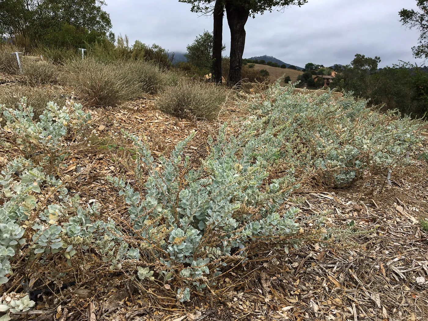 Atriplex barclayana, island Section below PCC