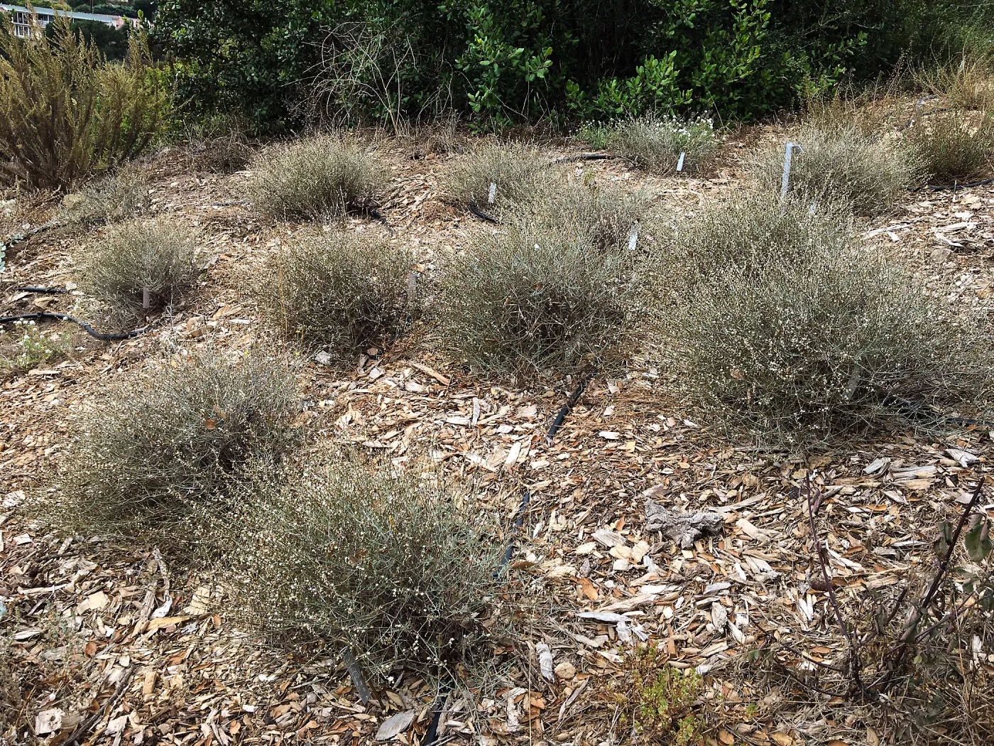 Eriogonum wrightii, island Section below PCC