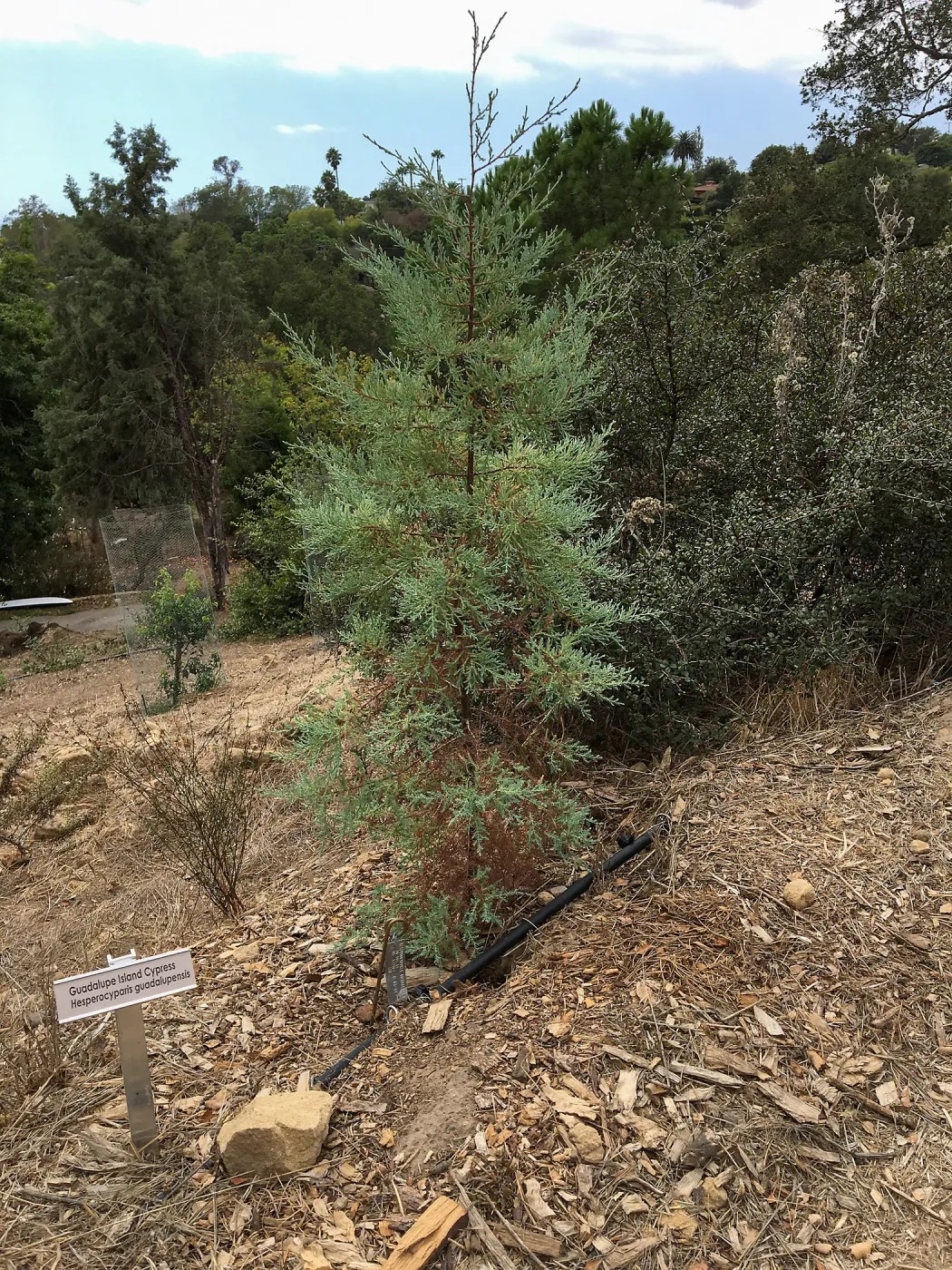 Hesperocyparis guadalupensis, island Section below PCC