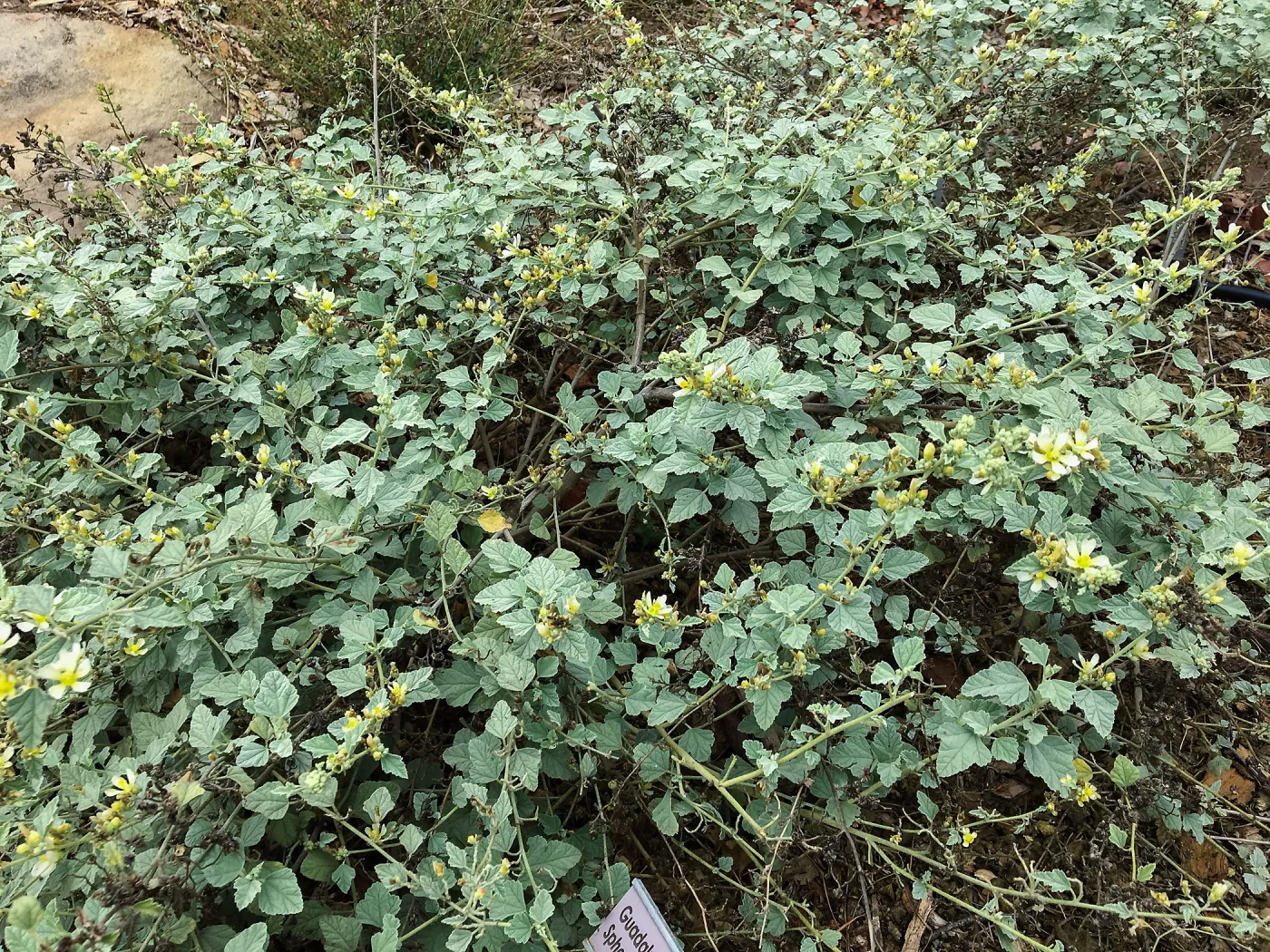 Sphaeralcea sulphurea, Island Section below PCC