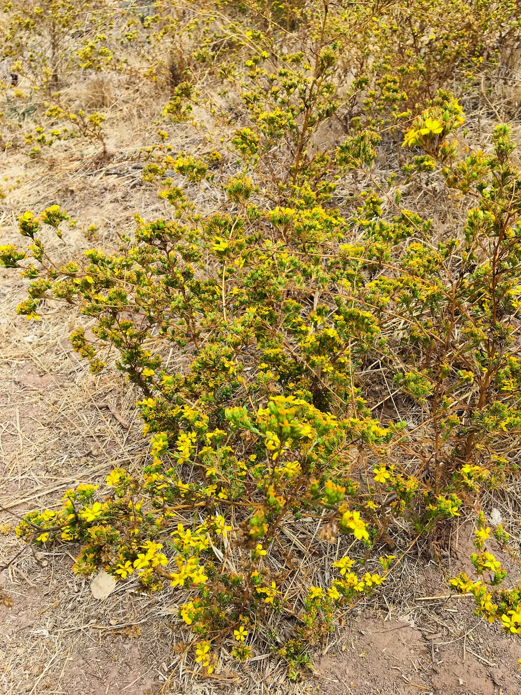 Deinandra fasciculata on slopes below the PCC