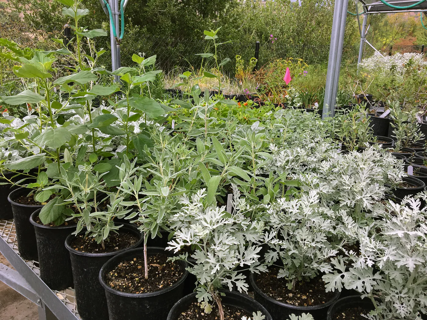 Nursery plants grown for new Island Section