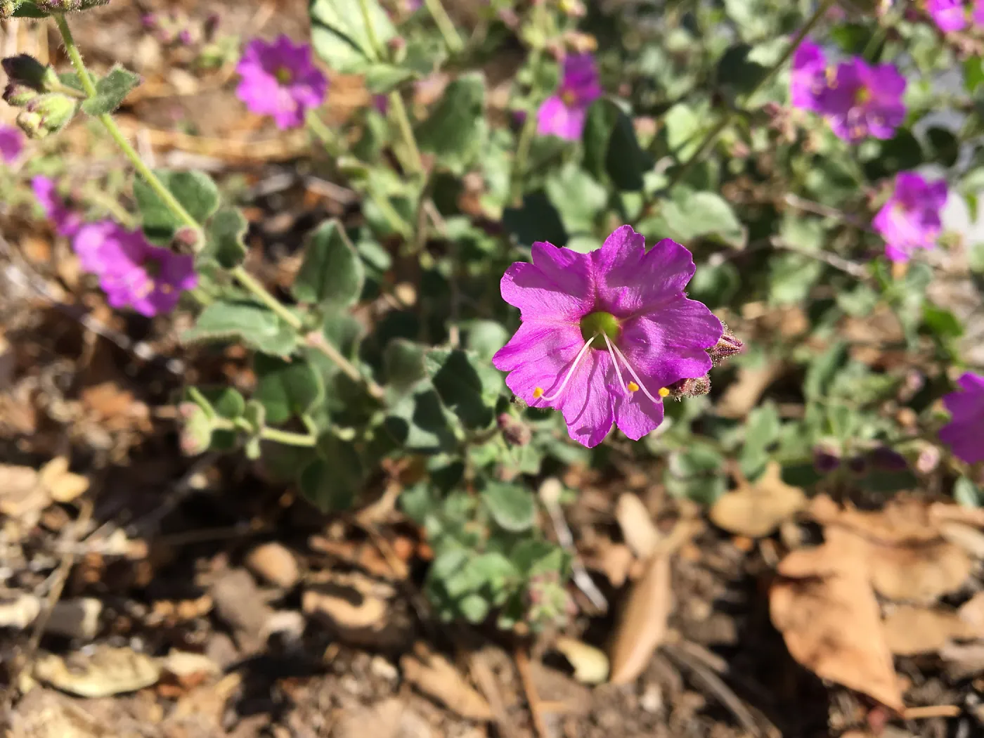 Mirabilis laevis growing out side the Hort Unit